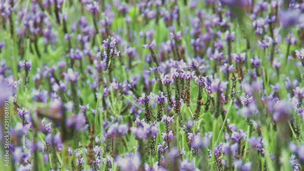 Moving lavender flower field in the wind. Background for natural and freshness concept. Moving lavender flower field in the wind. Background for natural and freshness concept.