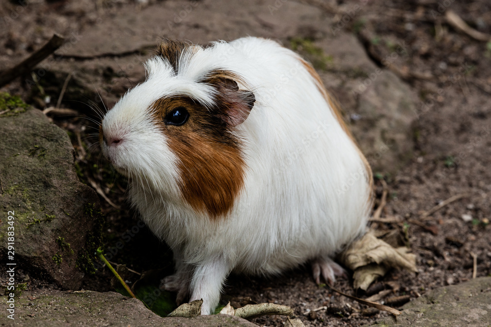 Meerschweinchen Liegt Auf Der Seite Und Zuckt Die Meerschweinchen sind eine Familie aus der Ordnung der Nagetiere
