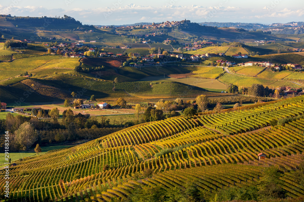 Fototapeta premium Jesienne winnice na wzgórzach w pobliżu Serralunga d'Alba we Włoszech.