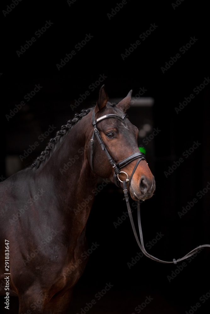 Beautiful horse on a dark background Beautiful horse on a dark background