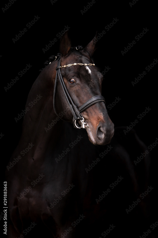 Obraz premium Beautiful horse on a dark background