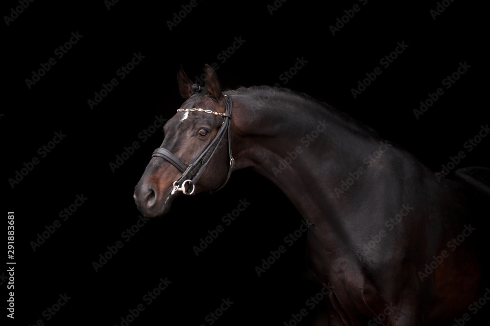 Beautiful horse on a dark background Beautiful horse on a dark background