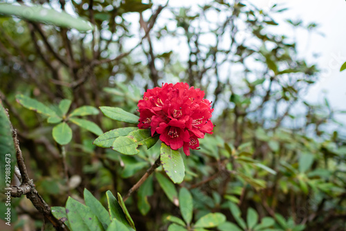 Red Azalea flower at Kiw Mae Pan nature trail  Chiang Mai  Thailand