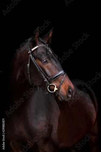 Beautiful horse on a dark background © Мария Старосельцева