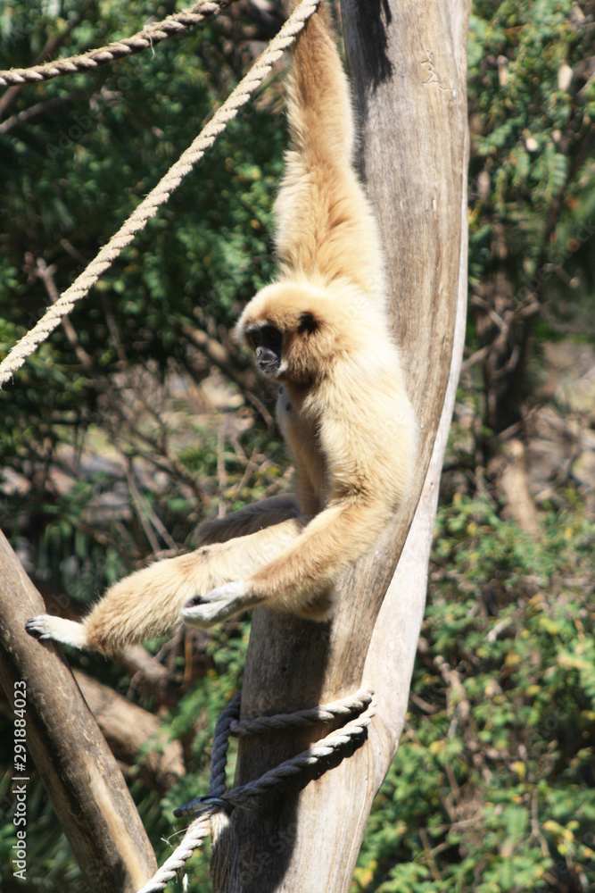 Naklejka premium Weisshandgibbon