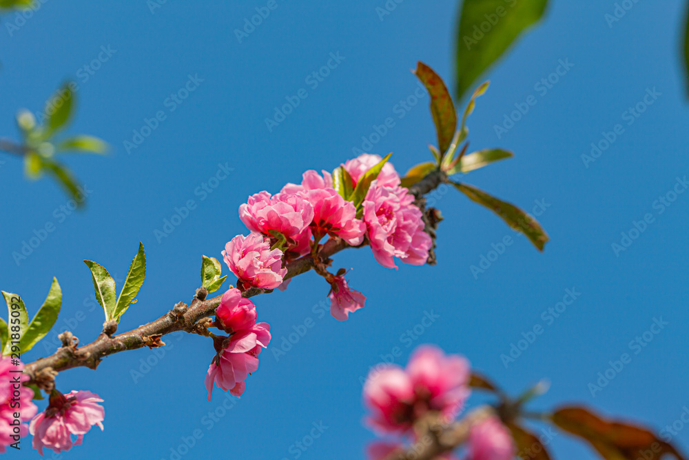 colorful of Pink peach blossom in blue sky during winter colorful of Pink peach blossom in blue sky during winter