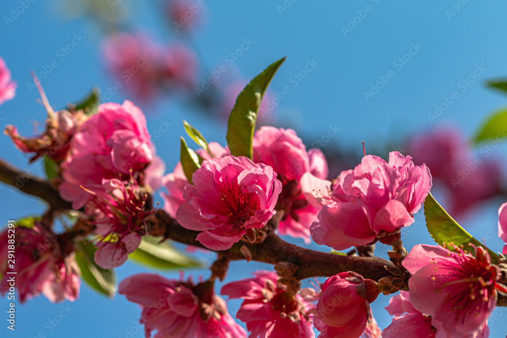 colorful of Pink peach blossom in blue sky during winter