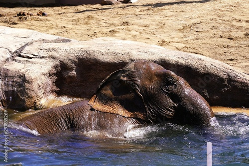 動物園の人気者 photo