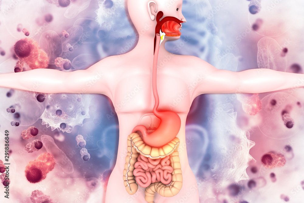 Human digestive system on scientific background - obrazy, fototapety, plakaty 