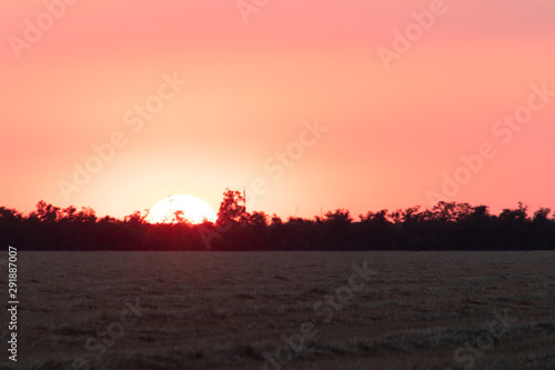 the sun set behind the trees and illuminates the sky with bright rays  with red and pink shades  against the background of planted trees and mowed ears of wheat