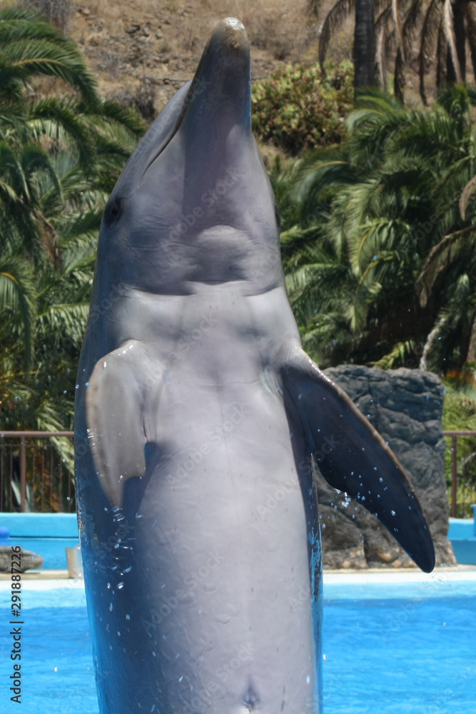 Fototapeta premium Delphin