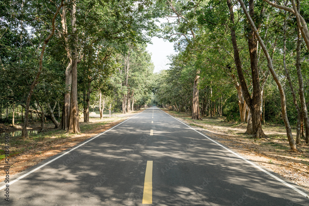 View of empty country road in the middle of the jungle with giant tree along 