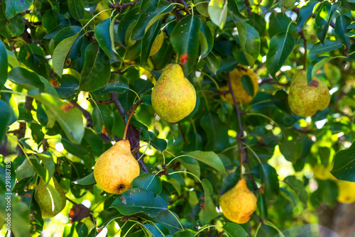 delicious pears on branch in the summer garden
