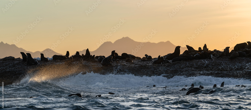 Seascape of storm morning. The colony of seals on the rocky island in the ocean. Waves breaking in spray on a stone island.  Mossel bay. South Africa