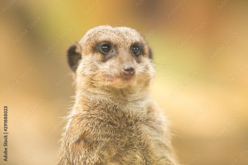 Meerkat or suricate uricata suricatta face close up.Selective focus Meerkat or suricate uricata suricatta face close up.Selective focus