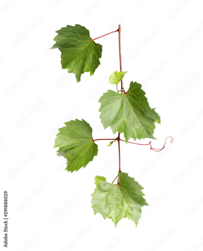 Fototapeta premium Fresh green grape leaves on white background