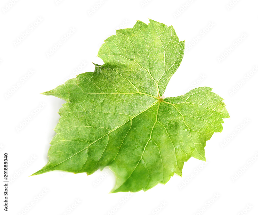 Fresh green grape leaf on white background Fresh green grape leaf on white background