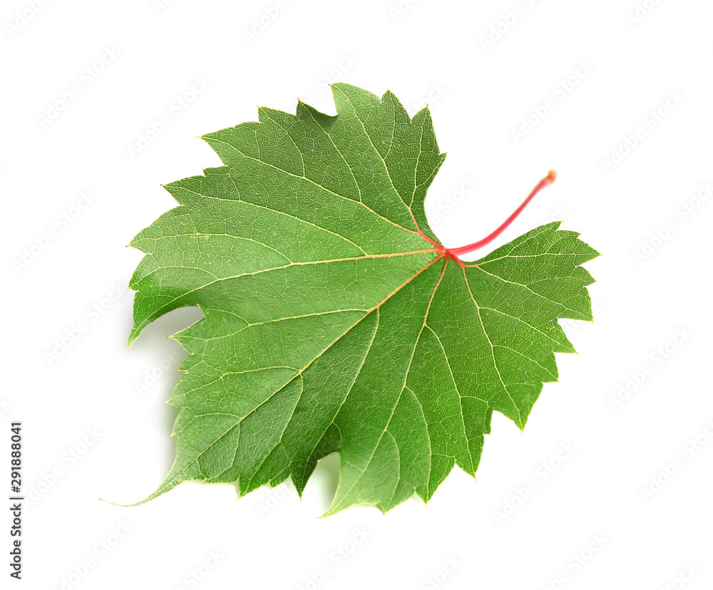 Fototapeta premium Fresh green grape leaf on white background
