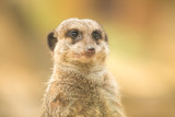 Meerkat or suricate uricata suricatta face close up.Selective focus