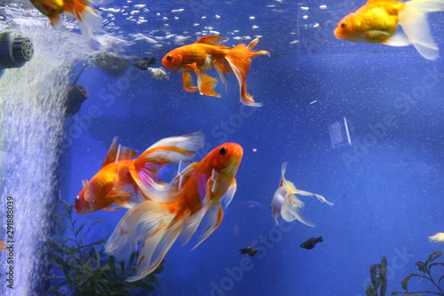 Beautiful goldfish swim in an aquarium