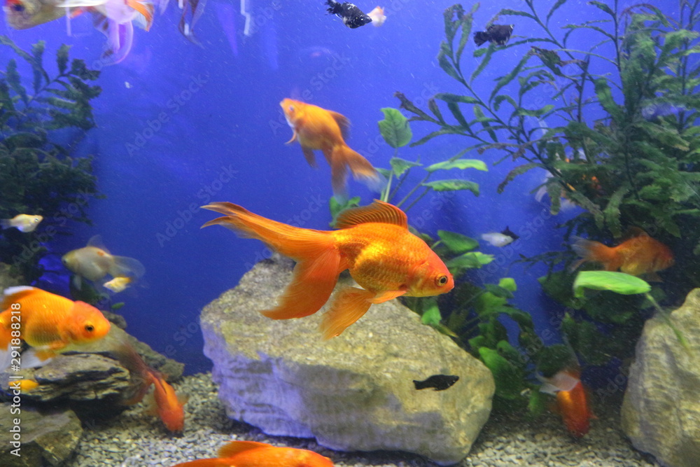 Fototapeta premium Beautiful goldfish swim in an aquarium