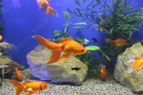 Beautiful goldfish swim in an aquarium