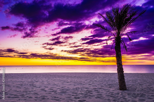 Sunrise over sea with a aplm at the beach photo