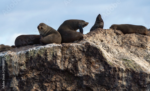 Seascape. The colony of seals ( Cape Fur Seals ) on the rocky island in the ocean. Mossel bay. South Africa
