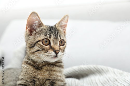 Fototapeta Naklejka Na Ścianę i Meble -  Grey tabby cat on knitted blanket, space for text. Adorable pet