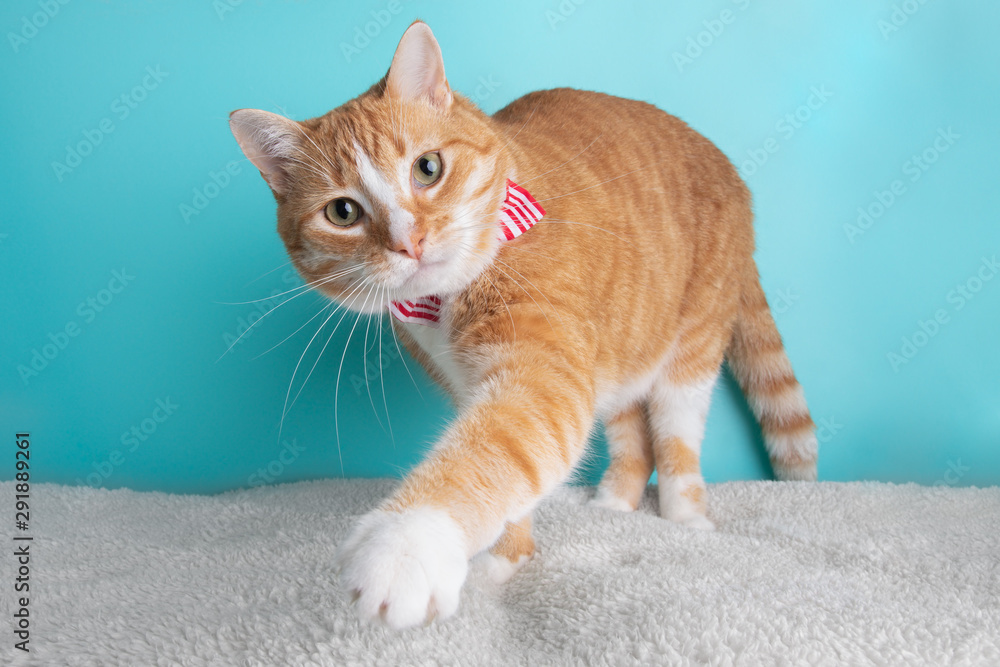 White Orange Tabby Cat Wearing Red Striped Bow Tie Standing Paw Portrait Cute Costume Collar