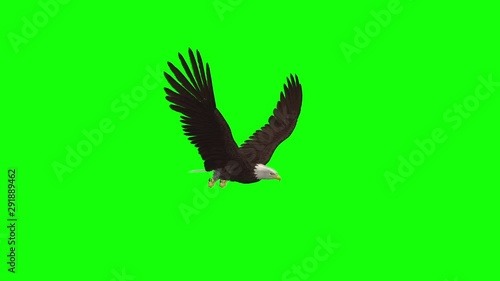 American Bald Eagle flying in loop. Side angle close-up. Realistic 3D animation isolated on green screen for chroma key transparency effect.