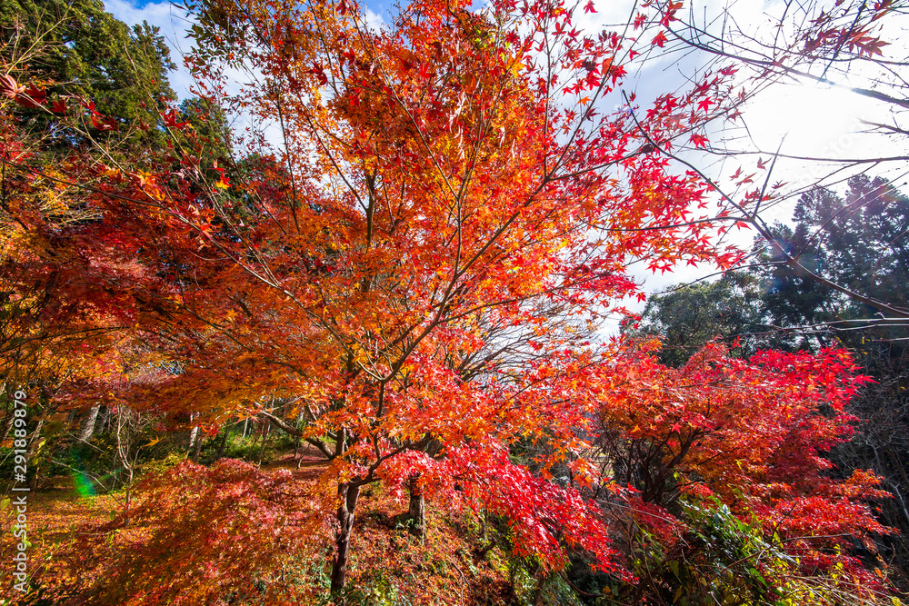 寝転びたくなるような燃えるように赤い紅葉の絨毯