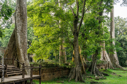 Ancient religion temple with giant tree growing on the top in temple complex Cambodia 