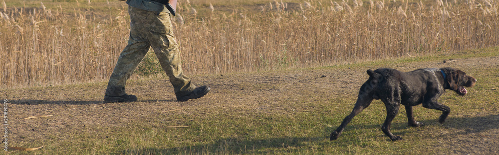 Silhouette of a hunter with a gun in the reeds against the sun, an ambush for ducks with dogs Silhouette of a hunter with a gun in the reeds against the sun, an ambush for ducks with dogs