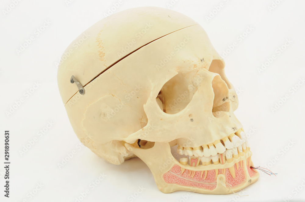 Fototapeta premium human skull anatomy model