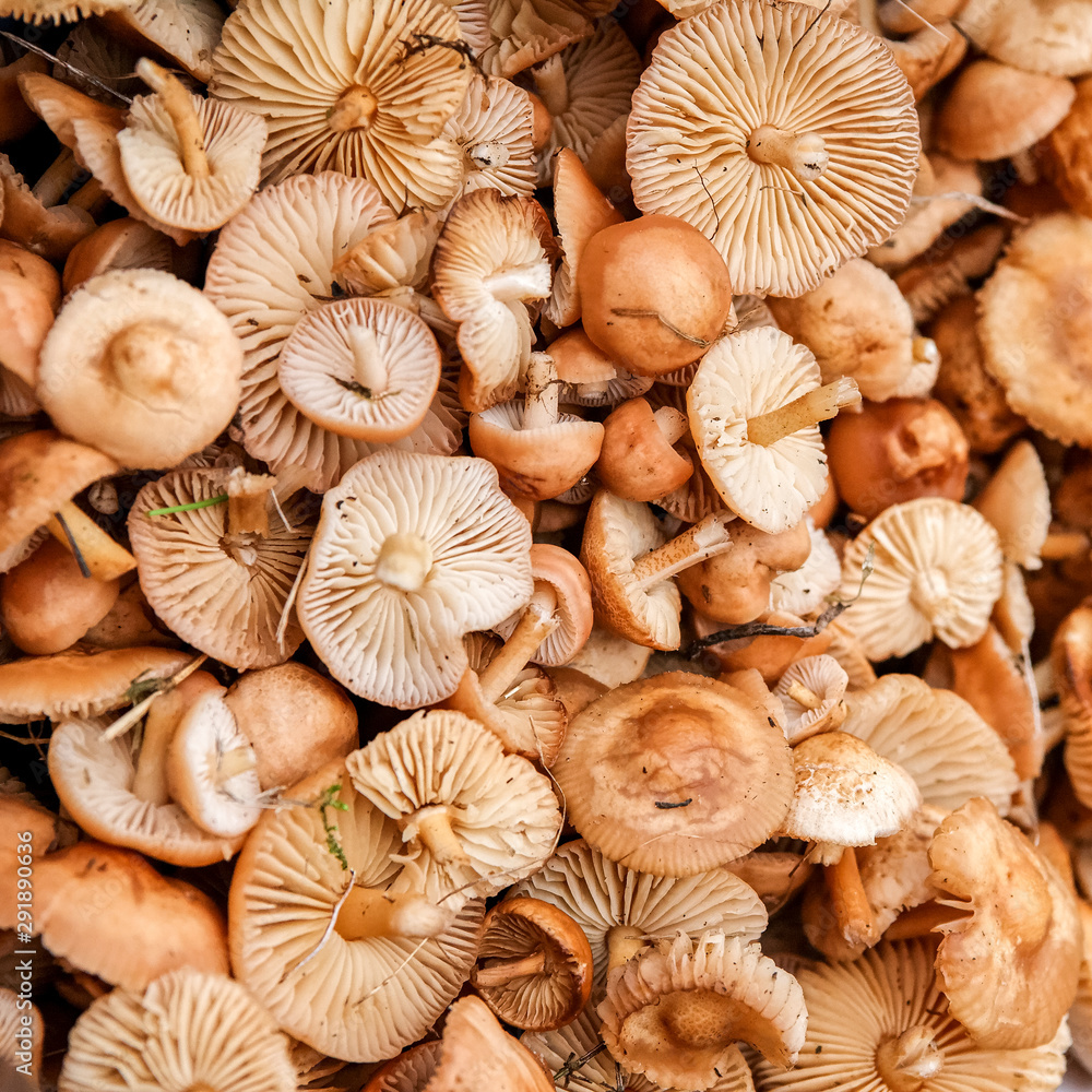 Champignon Champignon