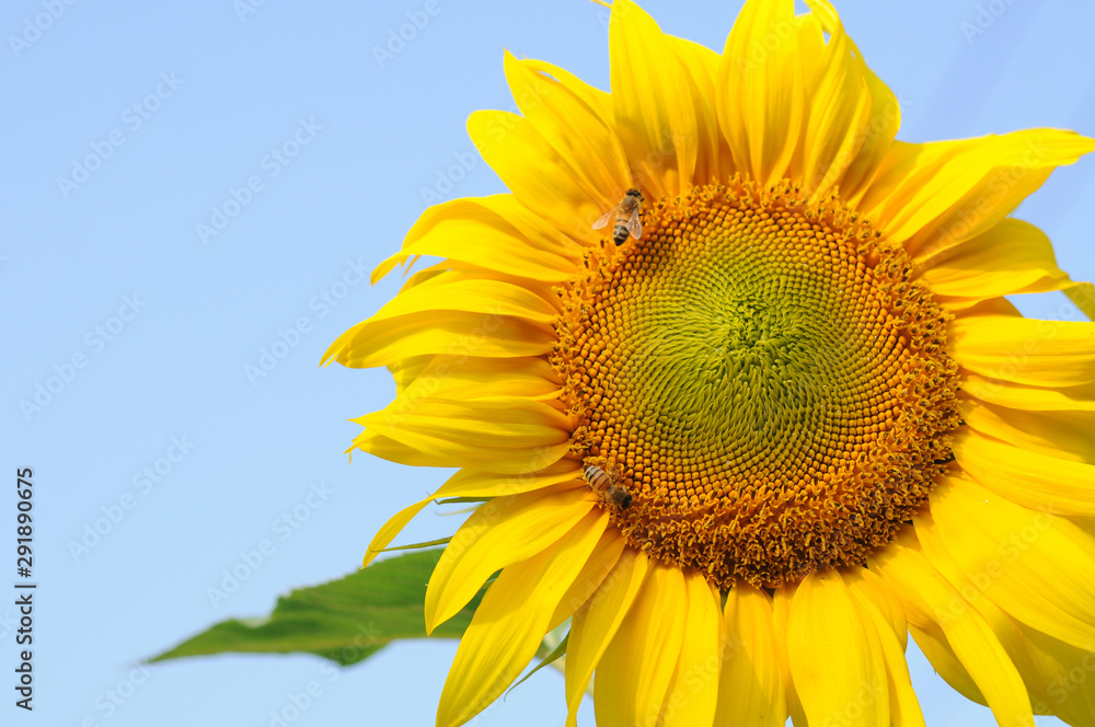 sunflower in the field sunflower in the field