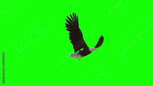 American Bald Eagle raptor bird of prey. Flying cycle loop. Front low side angle close-up view. Realistic 3D animation isolated on green screen for chroma key transparency effects.