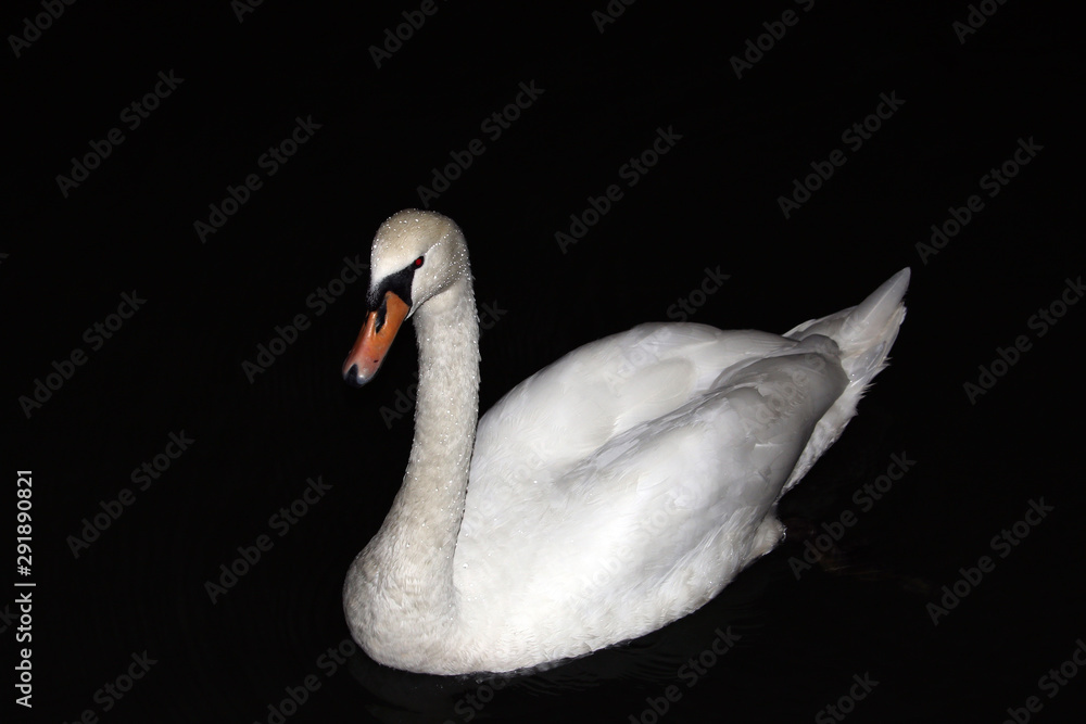 Fototapeta premium Swan with water drops on body swimming in the river at night