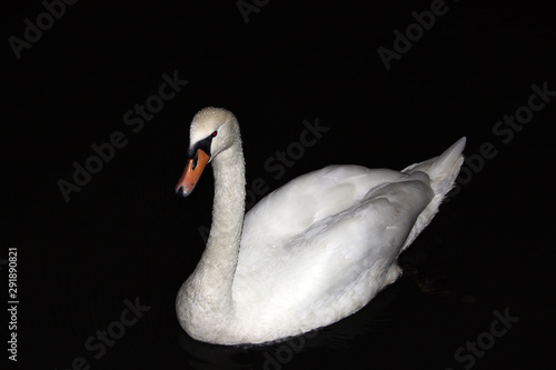 Swan with water drops on body swimming in the river at night
