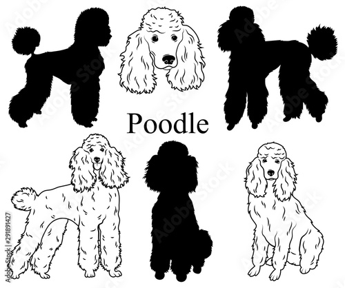 Poodle set. Collection of pedigree dogs. Black white illustration of a classic poodle dog. Vector drawing of a pet. Tattoo. photo