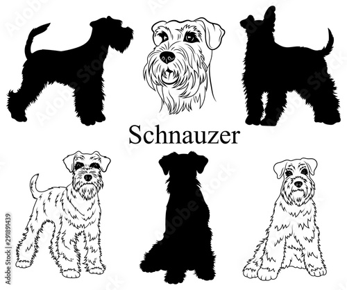 Schnauzer set. Collection of pedigree dogs. Black white illustration of a schnauzer dog. Vector drawing of a pet. Tattoo.