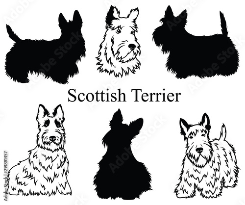 Scottish terrier set. Collection of pedigree dogs. Black white illustration of a scottish terrier dog. Vector drawing of a pet. Tattoo.