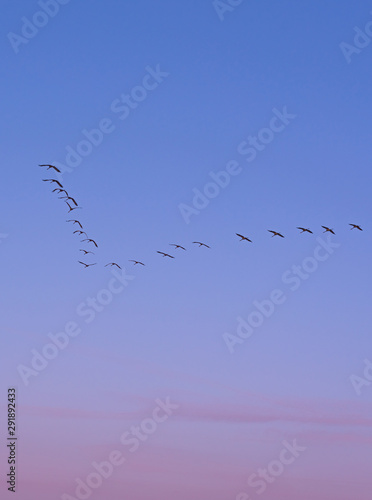 A flock of grey cranes flying