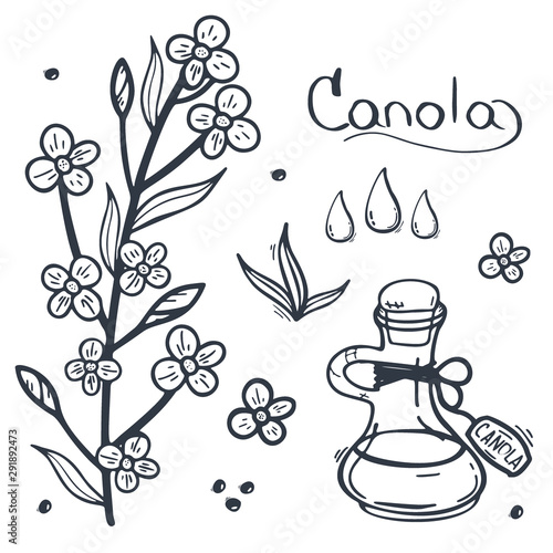 Rapeseed and canola oil banners. Nature Organic product.