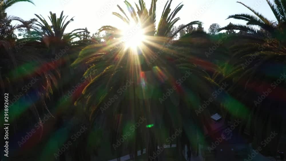 Drone shot of palm trees panning up during golden sunset hour with sun flare and clear blue skies in Los Angeles, California park with picnic area. Drone shot of palm trees panning up during golden sunset hour with sun flare and clear blue skies in Los Angeles, California park with picnic area.