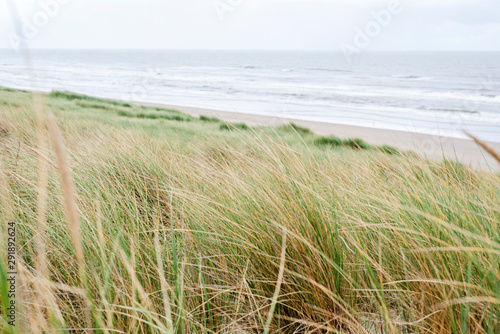 Fototapeta Naklejka Na Ścianę i Meble -  Sandy dunes overgrown with grass on the sea coast.