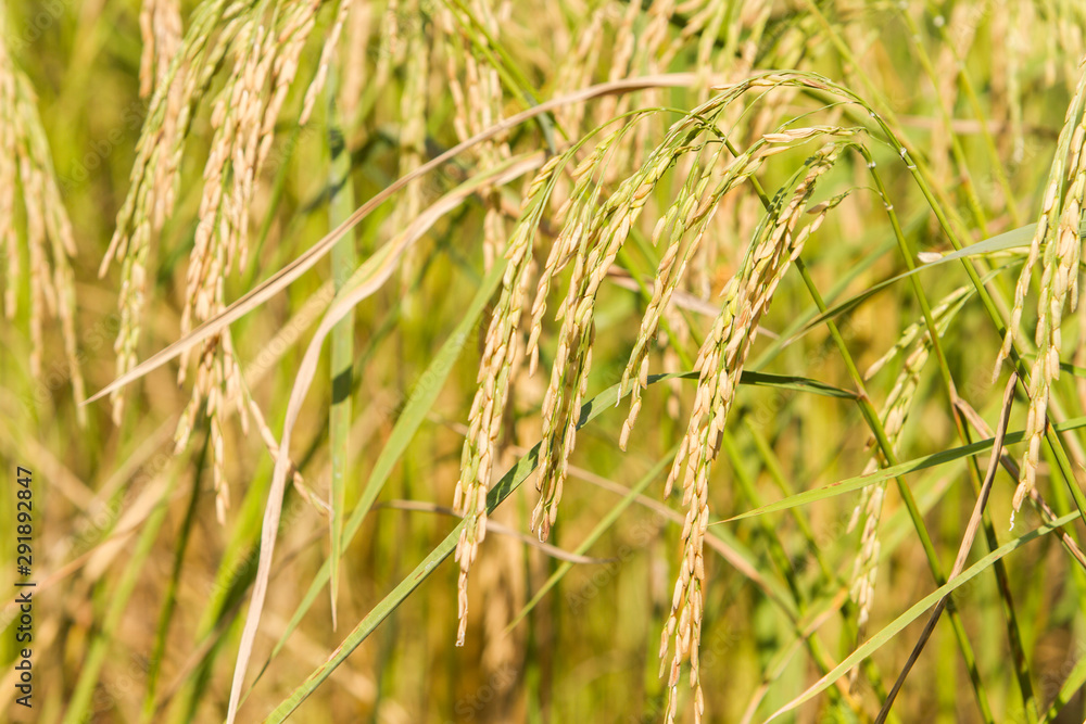 Rice fields that are ready to harvest and begin to grow Rice fields that are ready to harvest and begin to grow