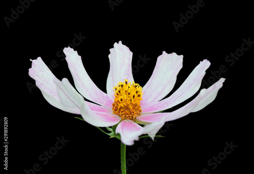 Beautiful cosmos flower isolated on a black background