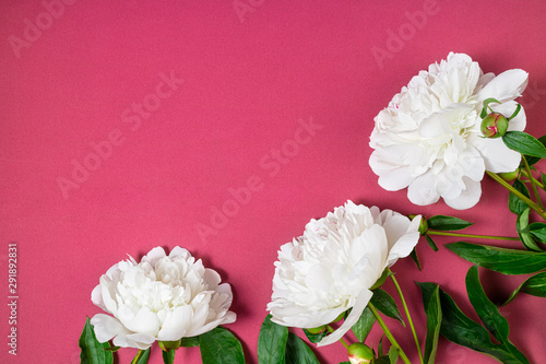 Fashionable flowering background. Beautiful white peony flowers on pink top view. Greeting card. Anniversary, holidays, invitation, wedding, happy birthday concept. Copy space